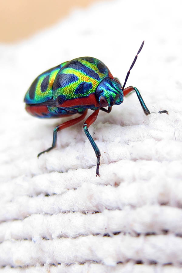 Rainbow Shield Bug in Daloa